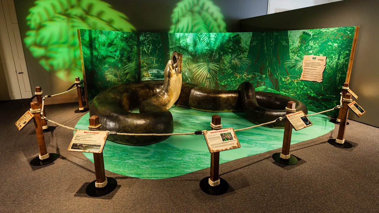 Tır dorsesi kadar uzun, bir tondan ağır: İşte Dünyanın en büyük yılanları