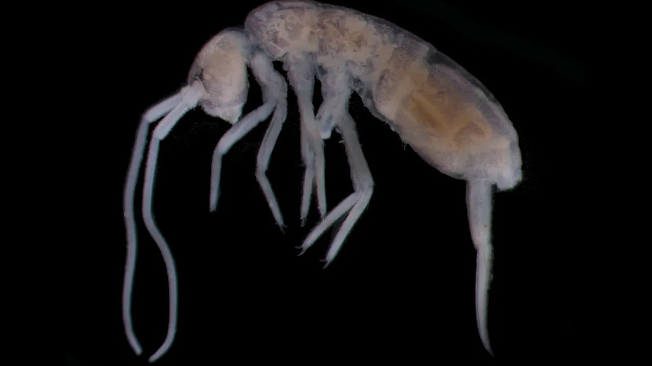 Ayaklarımızın iki kilometre altında yaşayan canlı