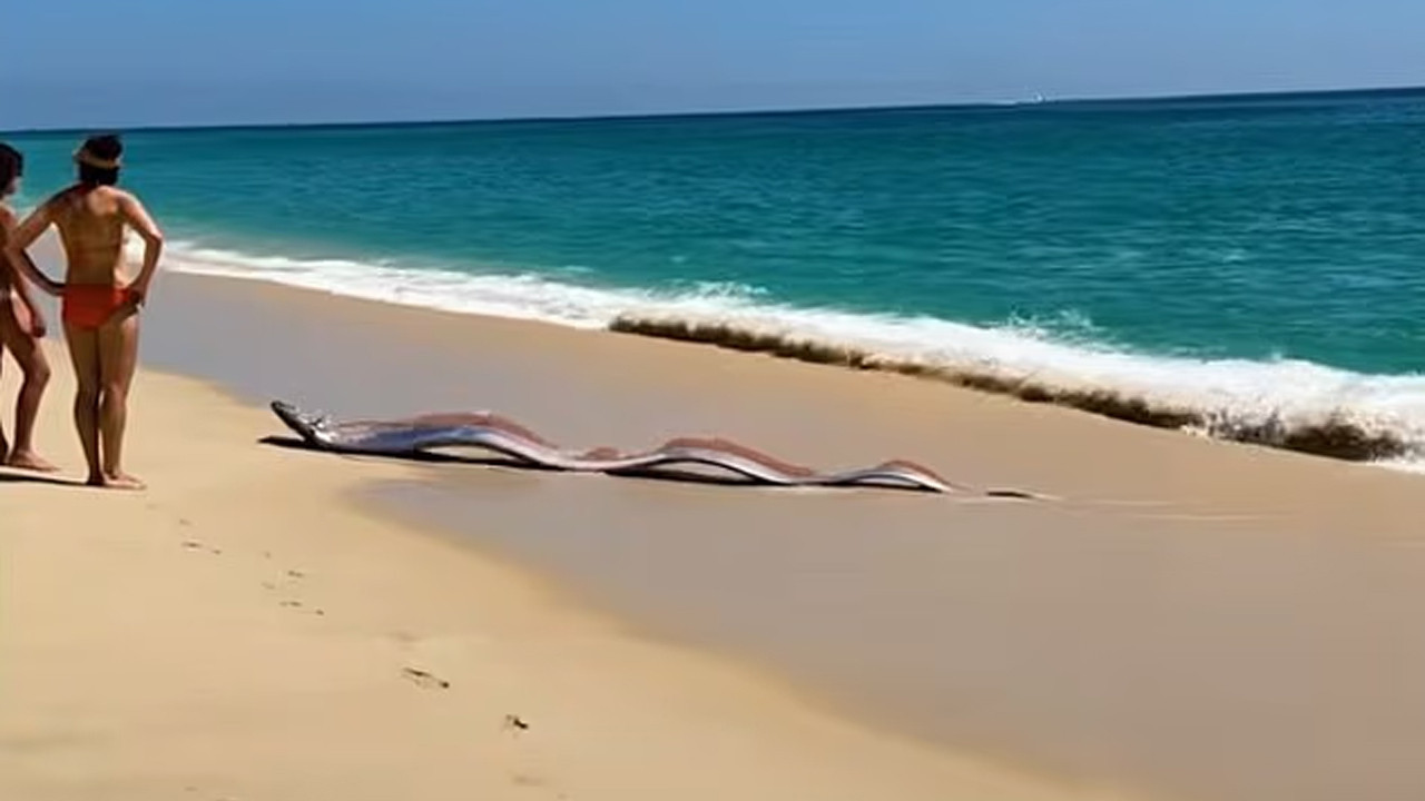 Meksika sahilinde korkutan görüntü: Derin denizden gelen "kıyamet balıkları"